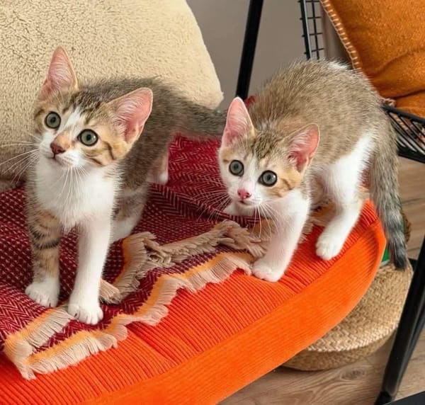 ELECTRA ADOPTABLE AVEC SES SŒURS/FRERE OU SEUL SI DÉJÀ UN CHAT PRÉSENT CHEZ VOUS