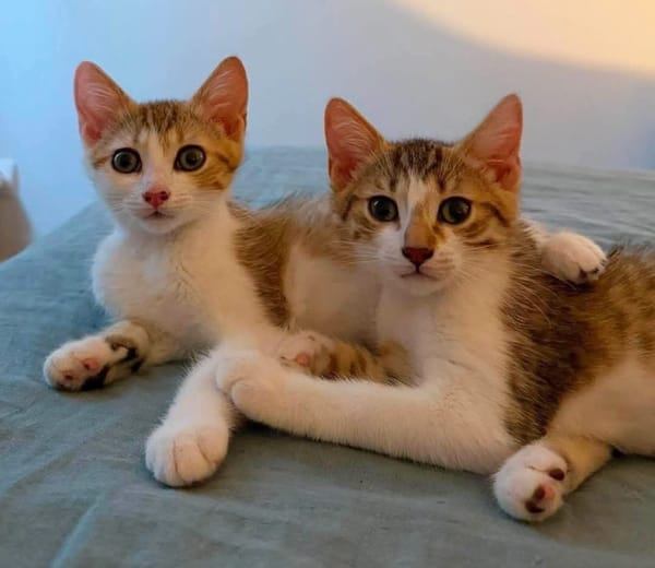 ELECTRA ADOPTABLE AVEC SES SŒURS/FRERE OU SEUL SI DÉJÀ UN CHAT PRÉSENT CHEZ VOUS