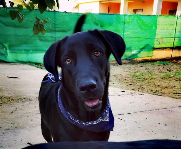 AMIR