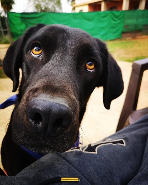 AMIR