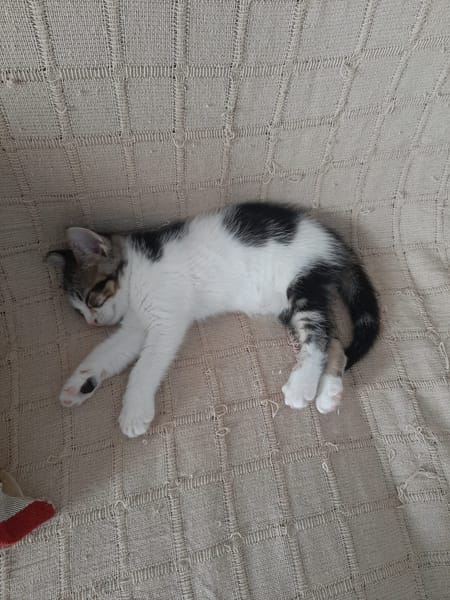 OSCAR