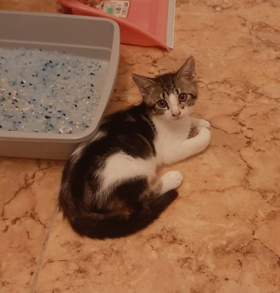 OSCAR