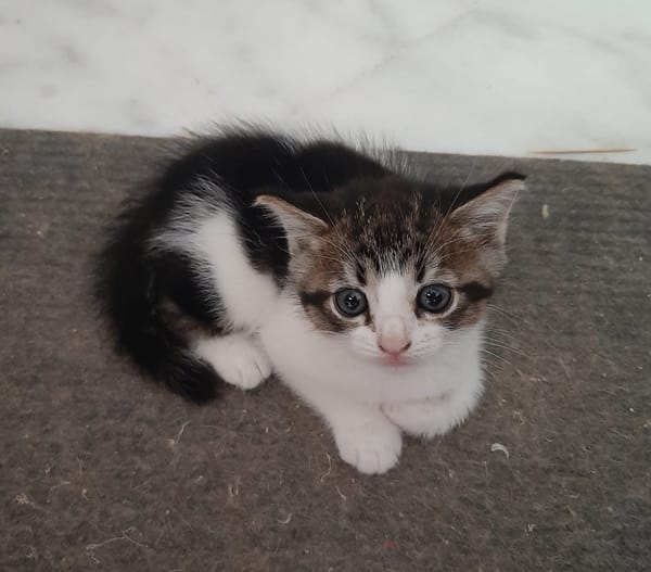 OSCAR