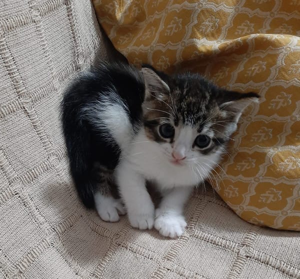 OSCAR