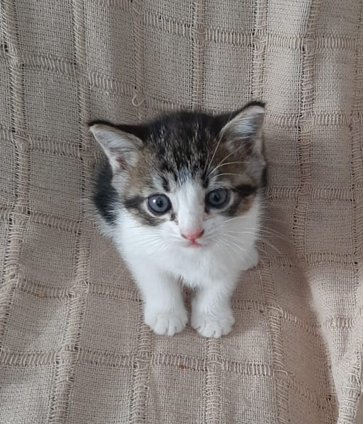 OSCAR