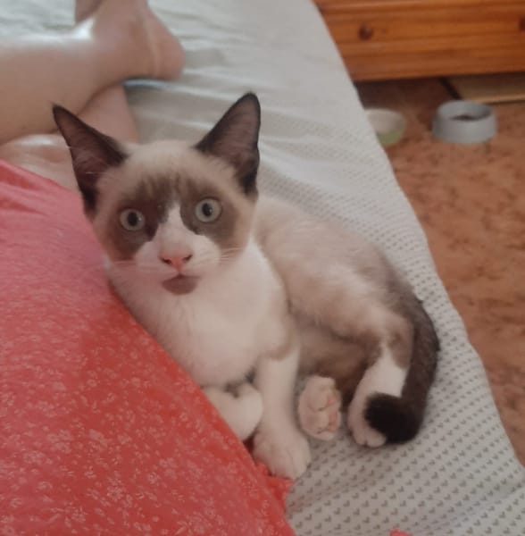 PIXEL