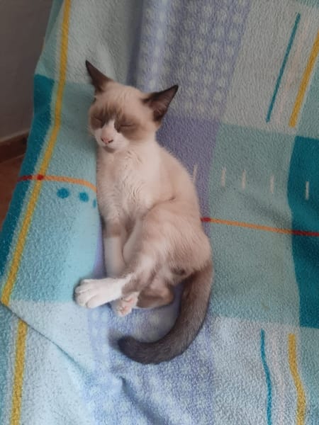 PIXEL