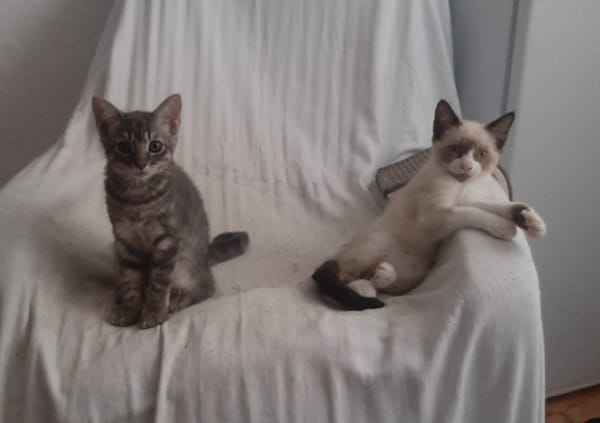 PIXEL