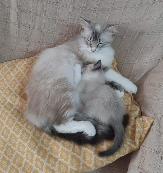 PIXEL
