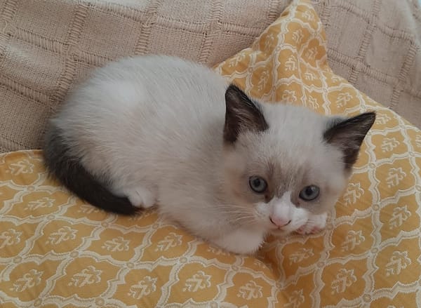 PIXEL