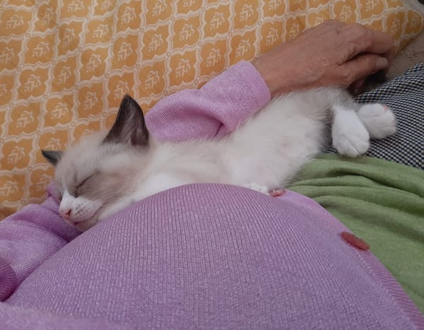PIXEL
