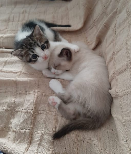 PIXEL