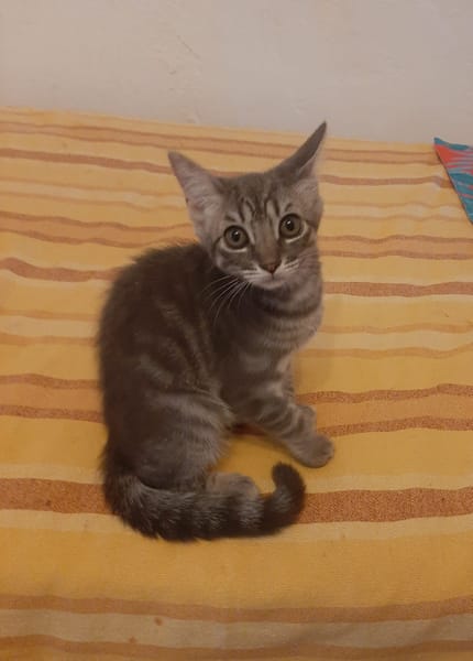 OLIVE