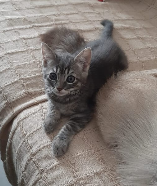 OLIVE
