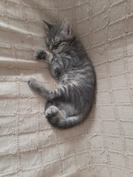 OLIVE
