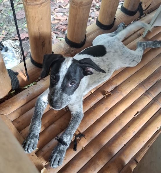 MILOU, chiot mâle Croisé Épagneul Breton