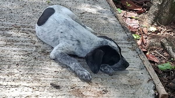 MILOU, chiot mâle Croisé Épagneul Breton