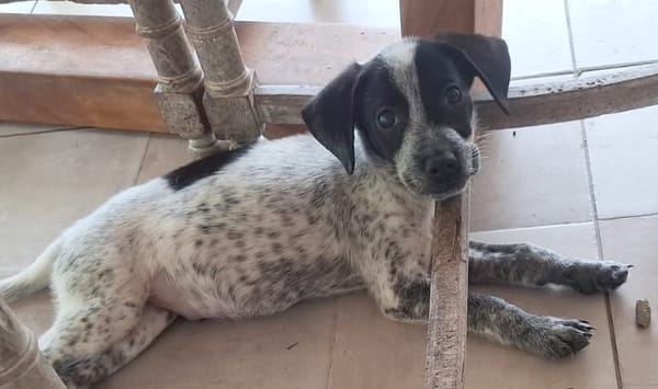 MILOU, chiot mâle Croisé Épagneul Breton
