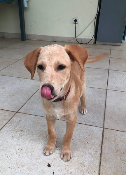 MYLO, chiot Berger Créole mâle