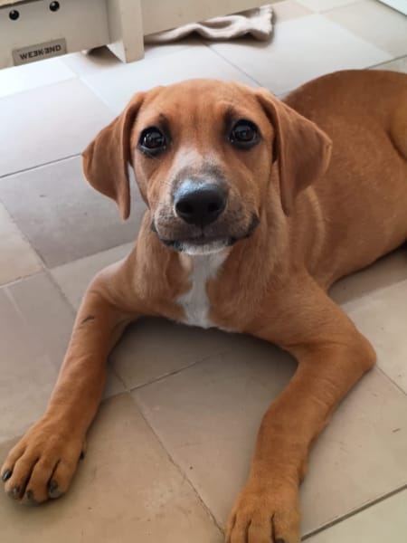 NUCCIOLA, chiot femelle croisée braque