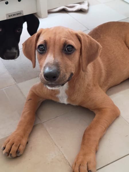 NUCCIOLA, chiot femelle croisée braque
