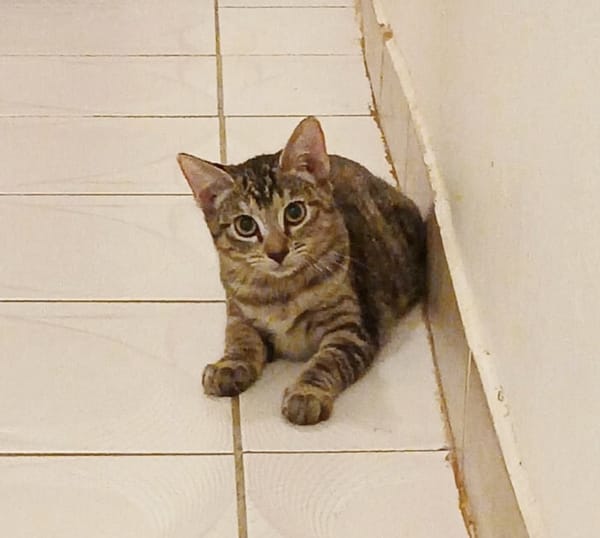 KATE, chaton femelle européen