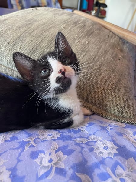 MYO, chaton mâle européen