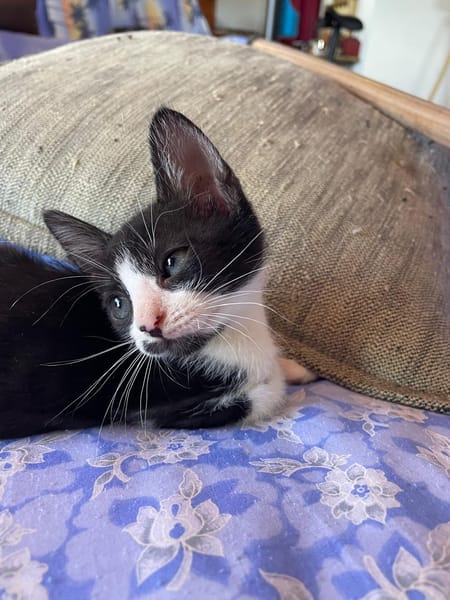 MYO, chaton mâle européen