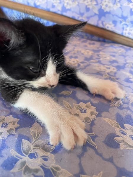 MYO, chaton mâle européen