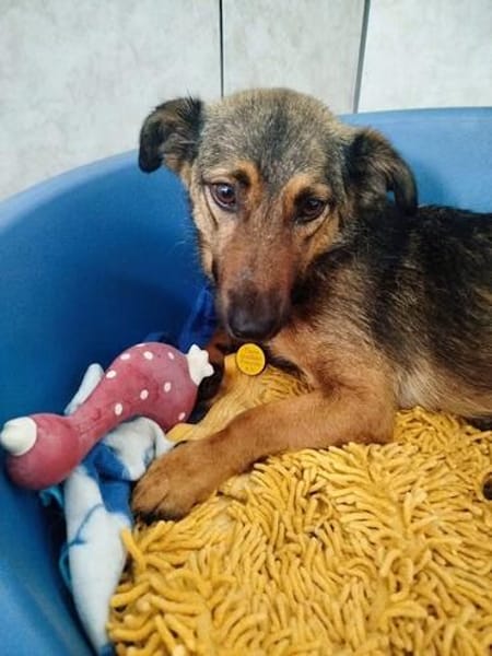Jessy sucht ihre einfühlsame Familie
