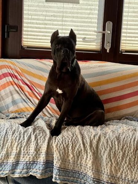 🐶 Besonderer Bono sucht Glück 🐶