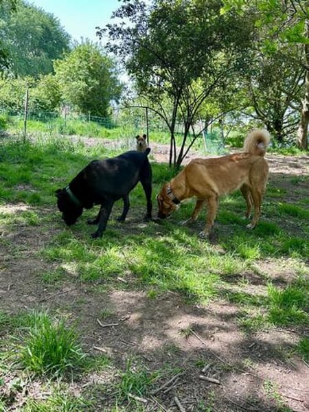 🐶 Besonderer Bono sucht Glück 🐶