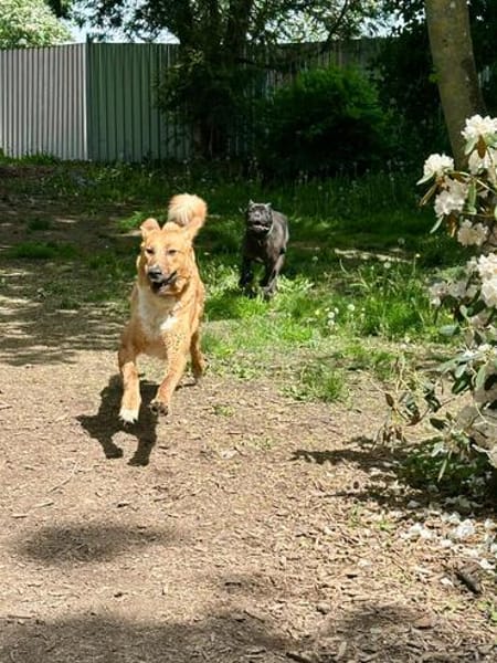 🐶 Besonderer Bono sucht Glück 🐶