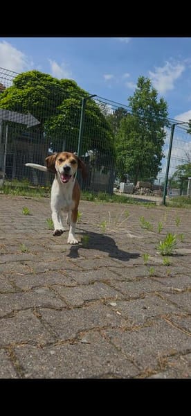 Beaglemischling GIGI sucht fröhliche Menschen