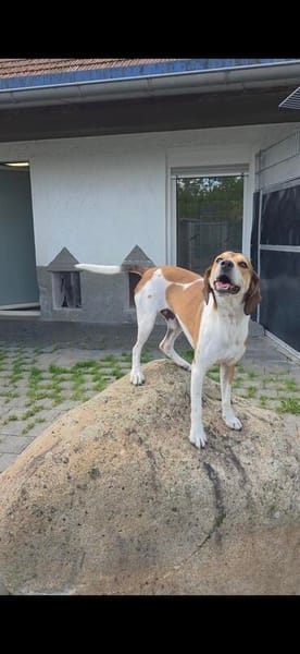 Beaglemischling GIGI sucht fröhliche Menschen