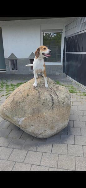 Beaglemischling GIGI sucht fröhliche Menschen