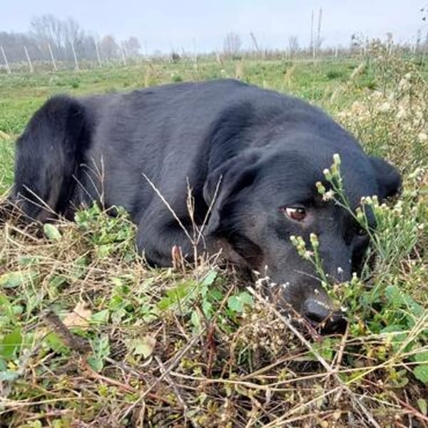 ERFAHRENE PFLEGESTELLE ODER ZUHAUSE GESUCHT