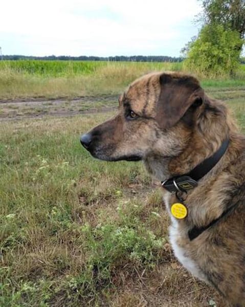 Rudi sucht sein Fürimmerzuhause