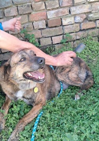 Rudi sucht sein Fürimmerzuhause