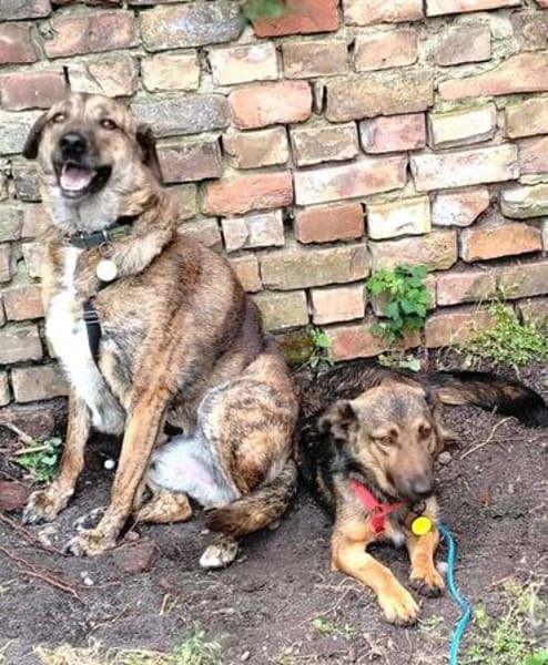 Rudi sucht sein Fürimmerzuhause