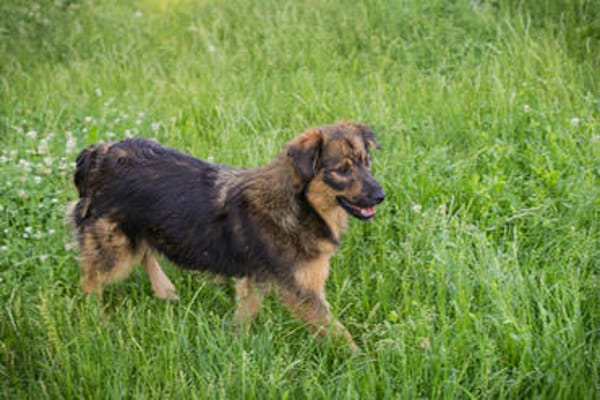 SISSY  Liebe Hundedame sucht ihr Für-immer-Zuhause