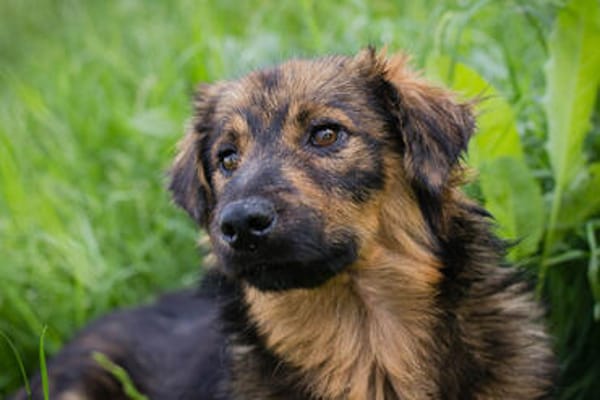 SISSY  Liebe Hundedame sucht ihr Für-immer-Zuhause
