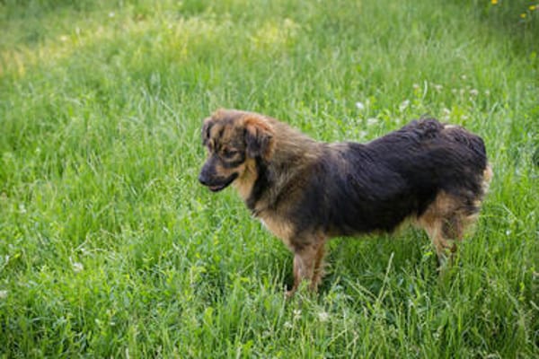SISSY  Liebe Hundedame sucht ihr Für-immer-Zuhause