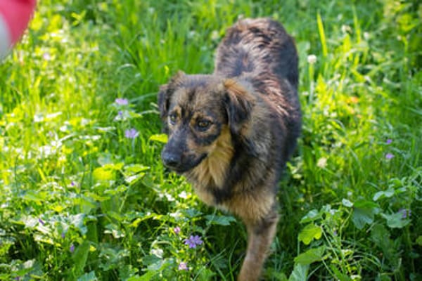 SISSY  Liebe Hundedame sucht ihr Für-immer-Zuhause