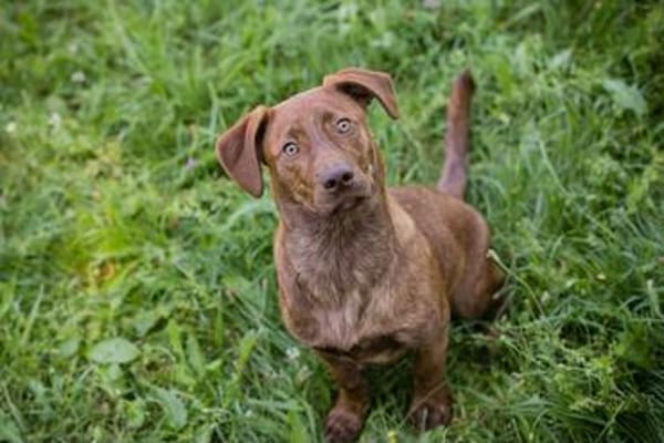 Der witzige und kleine Dackeljunge Monty sucht ein Zuhause