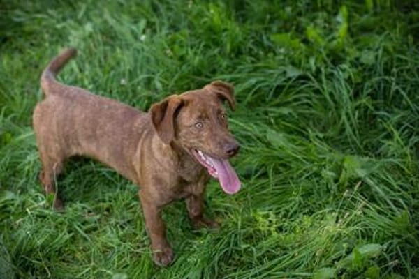 Der witzige und kleine Dackeljunge Monty sucht ein Zuhause
