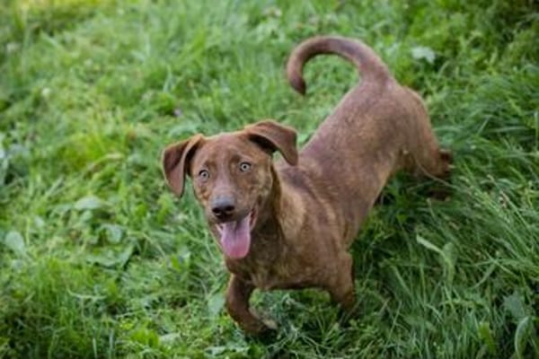Der witzige und kleine Dackeljunge Monty sucht ein Zuhause