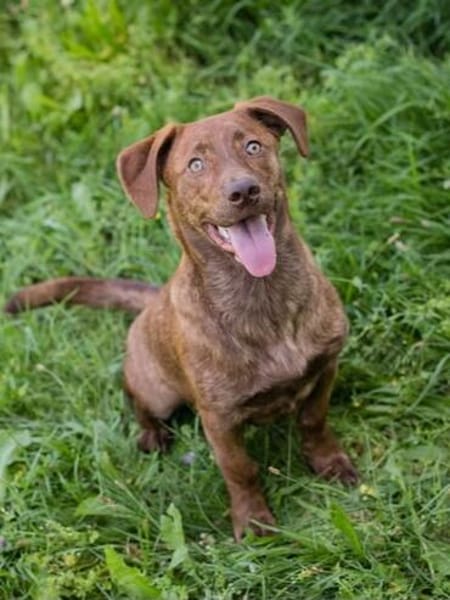 Der witzige und kleine Dackeljunge Monty sucht ein Zuhause
