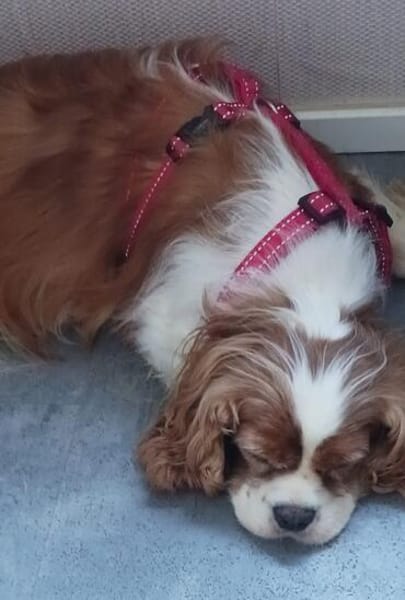 Maszi, schüchterne Cavalier King Charles Hündin