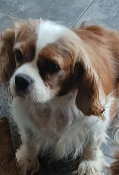 Maszi, schüchterne Cavalier King Charles Hündin